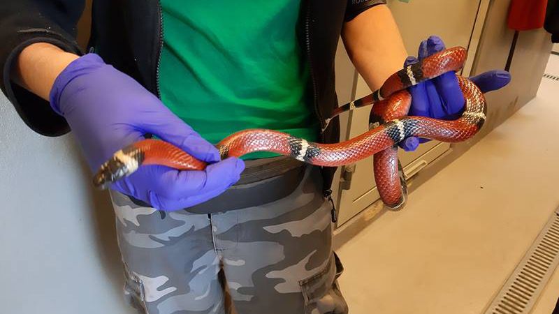 Warszawa. Eko Patrol przewiózł węża do zoo