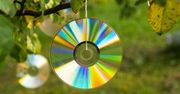 Sąsiadka zawiesza płyty CD na drzewach. Gdy zdradziła mi powód, też tak zrobiłam