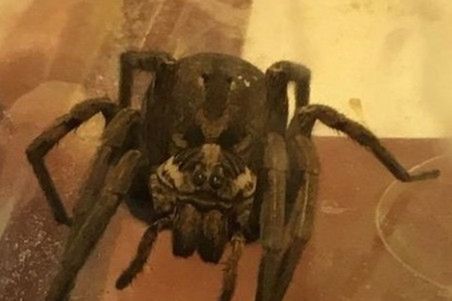 "Pamiątka" z chorwackich wakacji. Kiedy otworzył bagażnik, przeżył szok