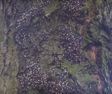 Śródziemnomorski pluskwiak dotarł do Polski. Roje owadów w miastach