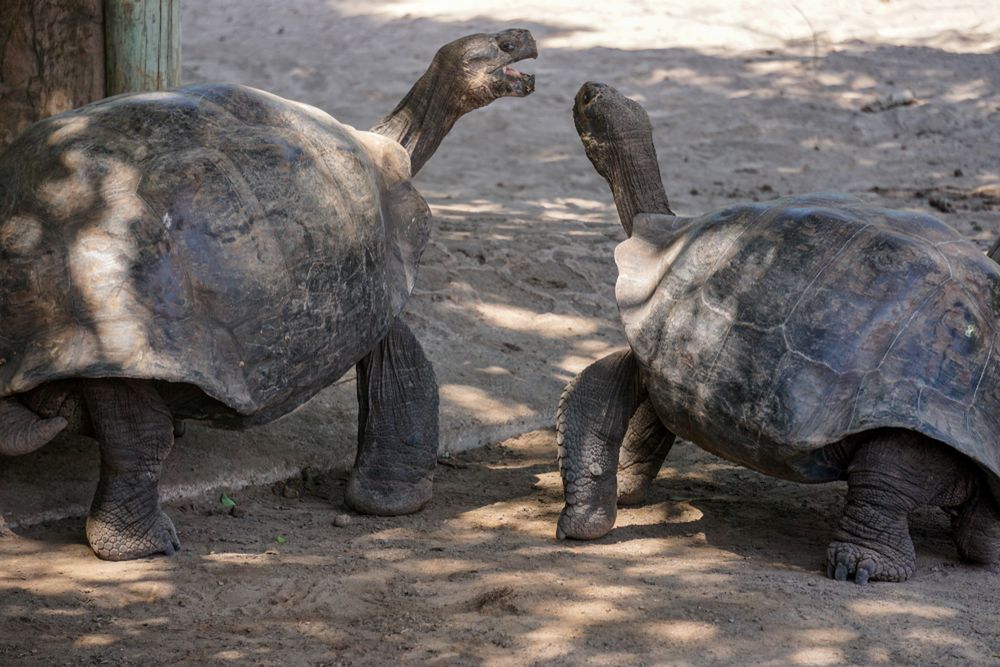 Żółw olbrzymi z Galapagos jest największym znanym gatunkiem żółwia i jednym z siedmiu najdłużej żyjących kręgowców