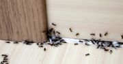 Wiosną spryskaj tym drzwi i okna. Mrówki i inne insekty nie wejdą do domu