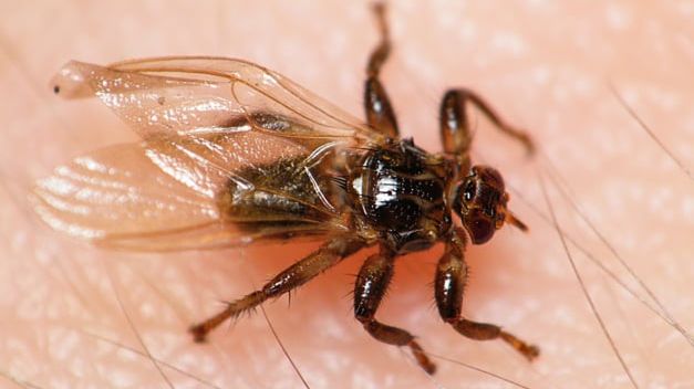 "Latające kleszcze". Lasy Państwowe ostrzegają przed groźnym owadem