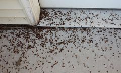 Karaluchy, wszy, spleśniały chleb i śmierdzące jajka. Skandal w Domu Pomocy