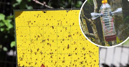 Nie mam problemu z owadami i szkodnikami w ogrodzie. Zastosowałem trik mego ojca