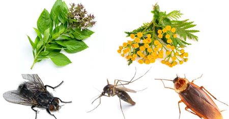 Rośliny odstraszające owady, które działają jak naturalne pestycydy