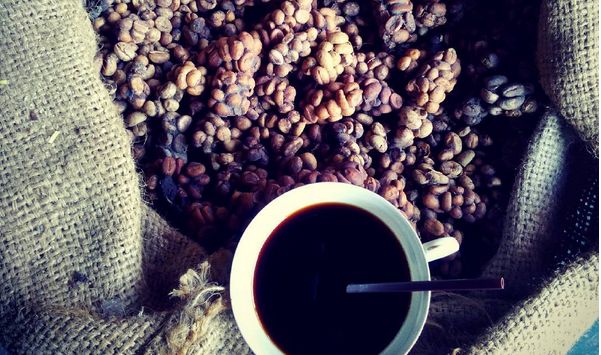 Kopi luwak, czyli kawa z odchodów generująca duże przychody