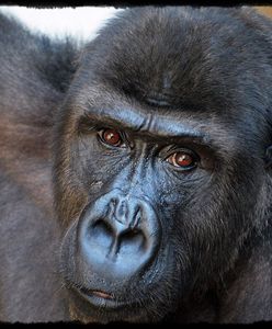 Warszawskie zoo świętuje ostatni weekend karnawału