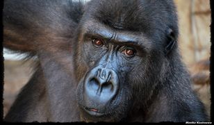 Warszawskie zoo świętuje ostatni weekend karnawału