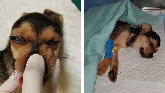 Toffik - pobity szczeniak walczy o życie 