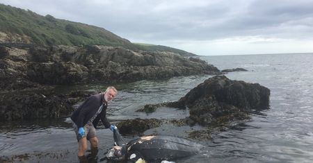 Martwy żółw na plaży w Kornwalii. W brzuchu miał plastik