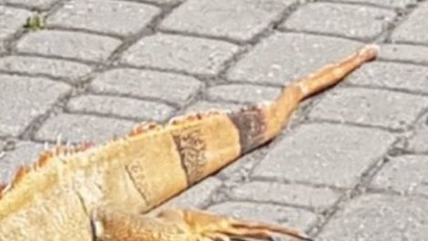 Legwan uciekł z domu 
