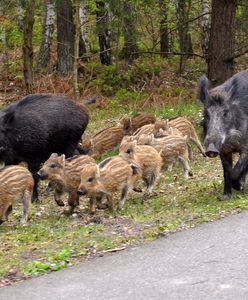 To dopiero krwiożerczy pomysł. Premia finansowa za strzelanie do ciężarnych dzików