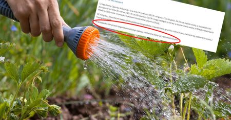 Upały w Polsce i apele o oszczędzanie wody. Za podlewanie grozi mandat