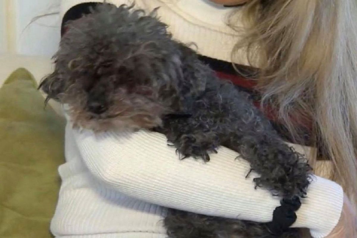 USA. Ślepy i głuchy pies porwany przez jastrzębia. Pudelek sam wrócił do domu
