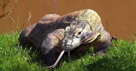 Waran zaatakował małżeństwo. Gad ciężko ranił parę i zabił psa