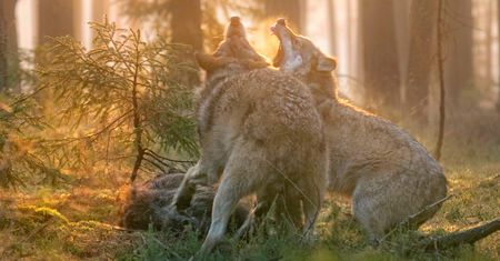 Dramatyczne nagranie. Tak wygląda wilk, który zerwał się z kłusowniczego wnyka