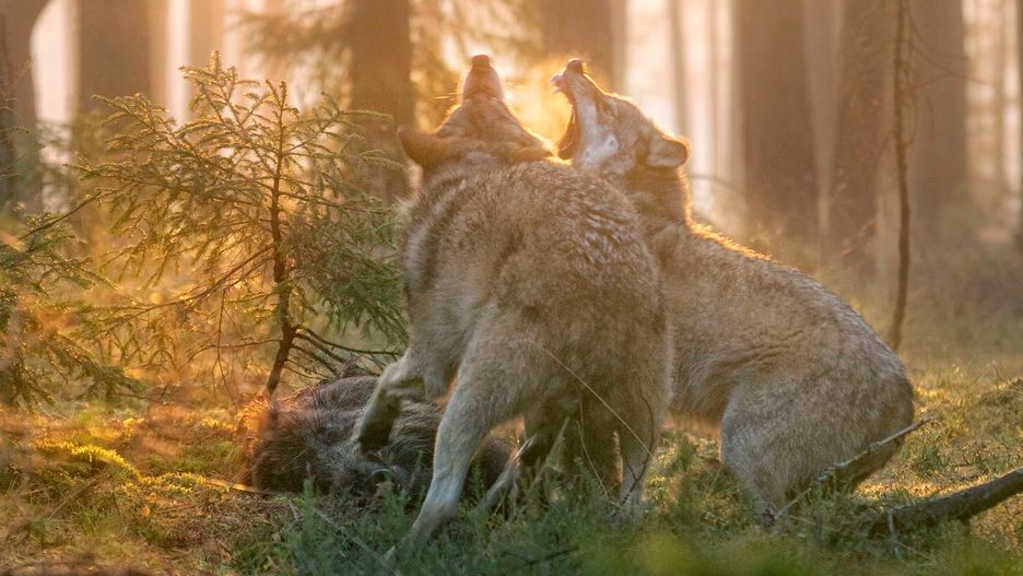 Kłusownictwo na terenie wrzosowiska Świętoszowsko-Ławszowskie w Borach Dolnośląskich