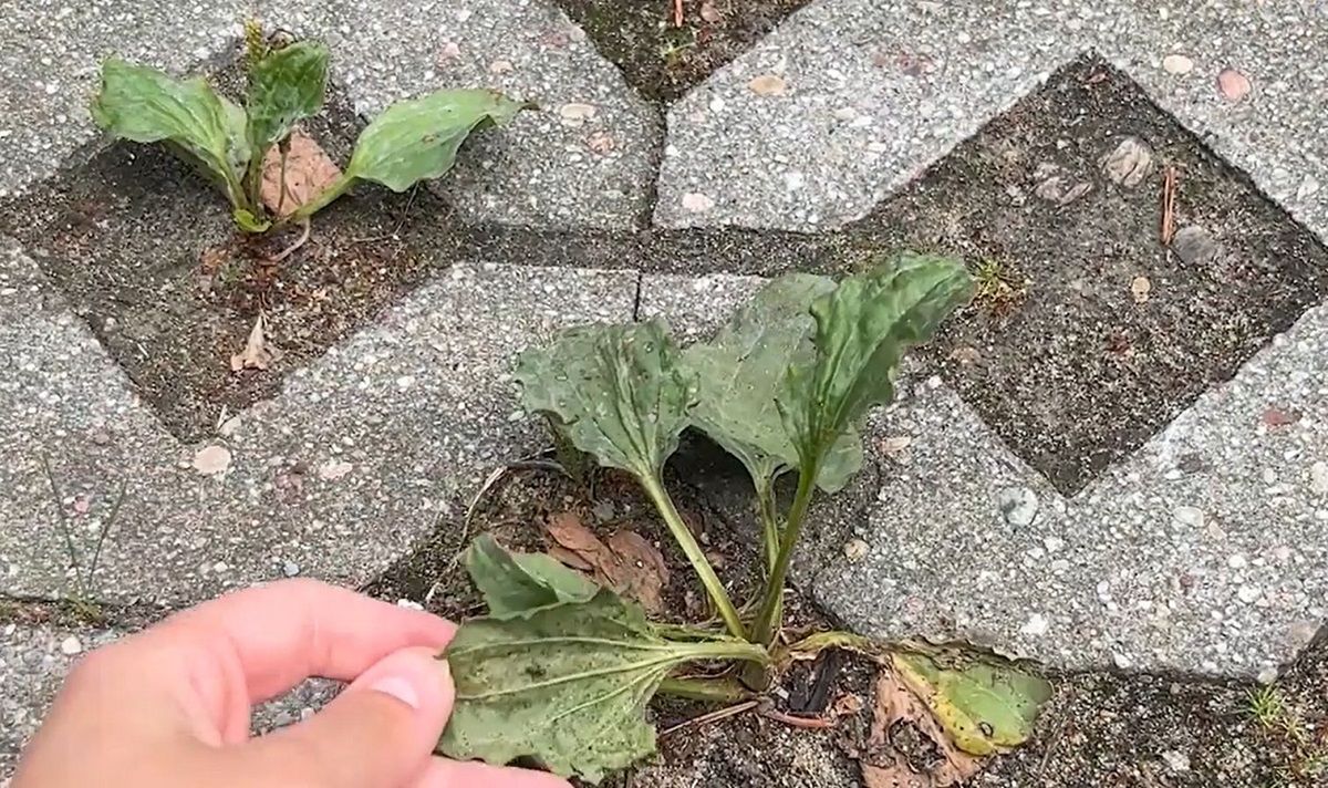 naturalny środek na chwasty na kostce brukowej, fot. Genialne.pl