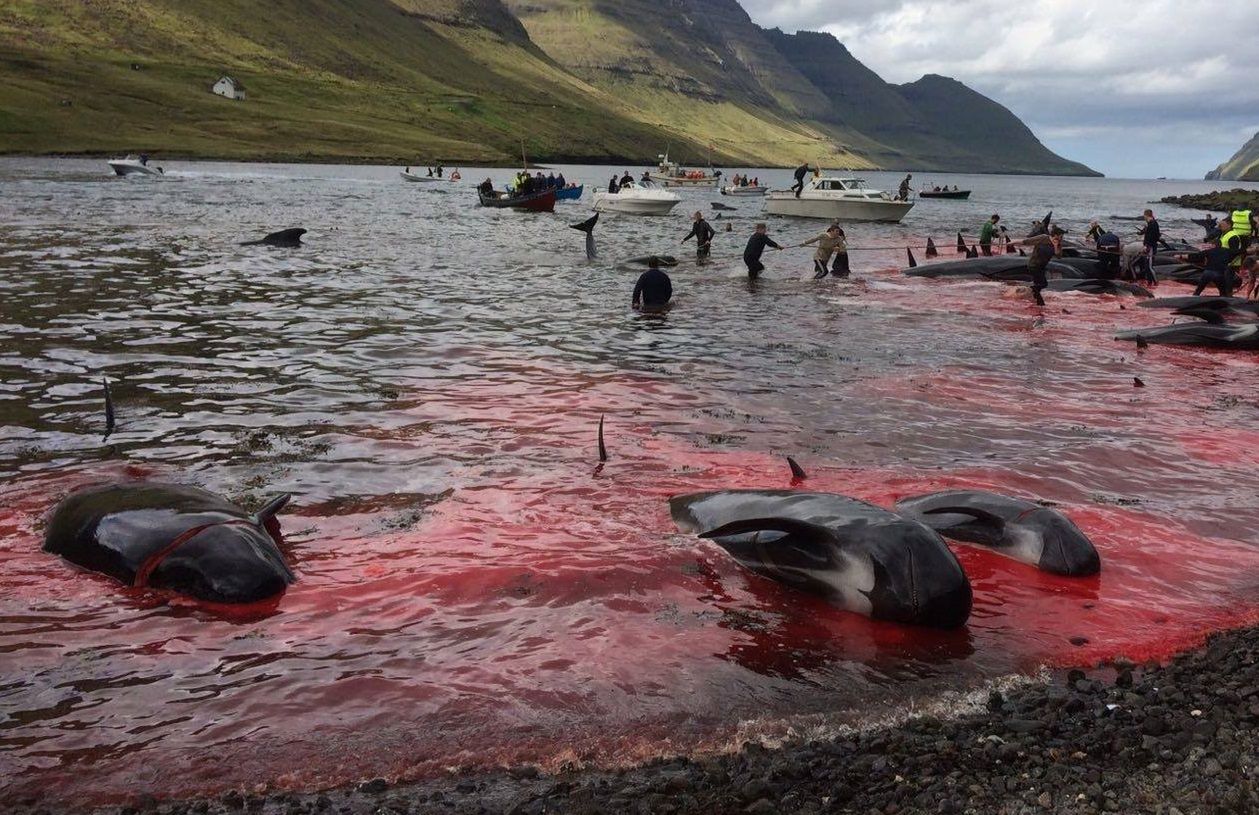 Rzeź grindwali i delfinów na Wyspach Owczych. Morze stało się czerwone