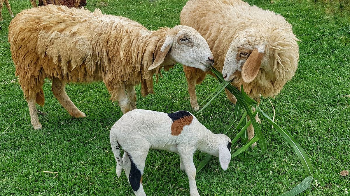 Owce podczas "koszenia" trawy.