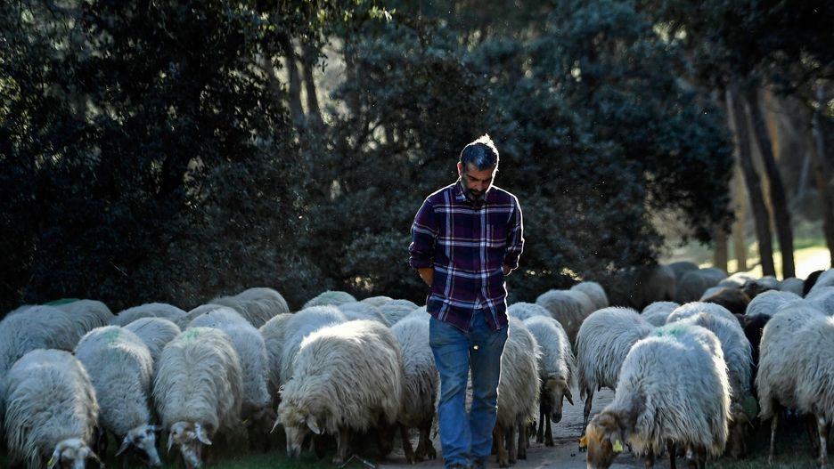 Do "koszenia" parku zatrudniono owce z hiszpańskiej rasy, zagrożonej wyginięciem - Rubia del Molar