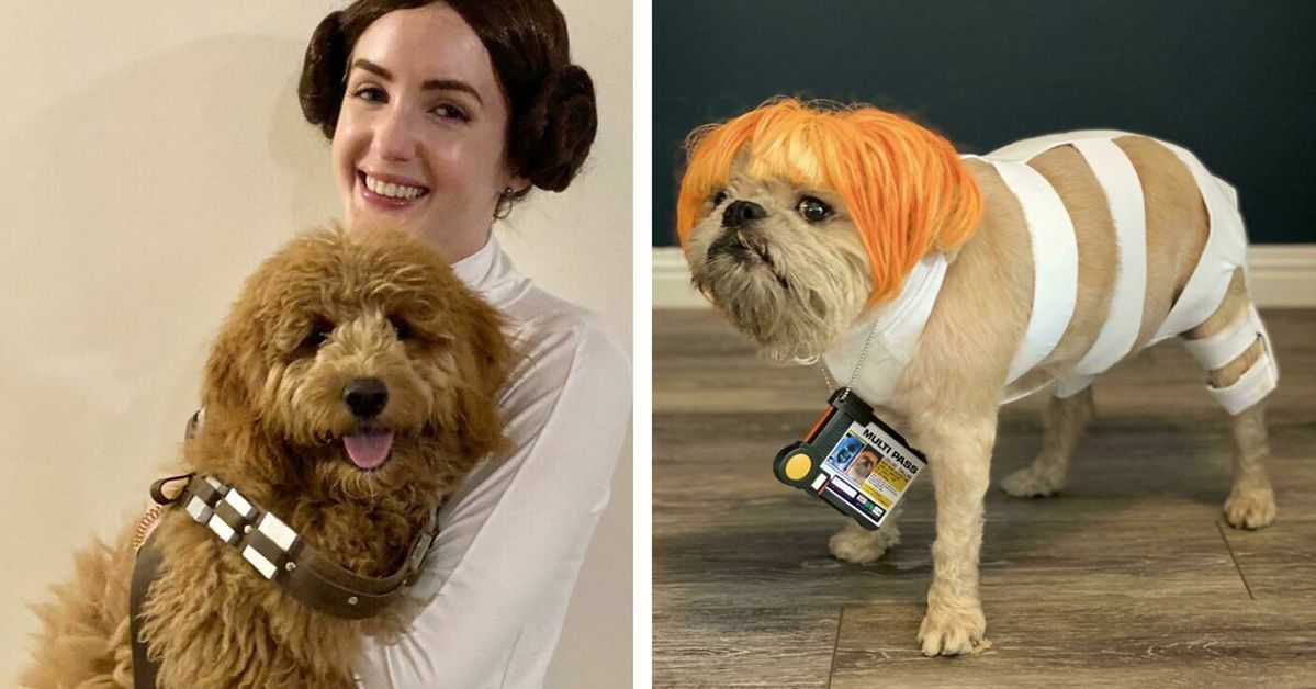 17 Pets Whose Costumes Anyone Will Like, Even if They Hate Halloween