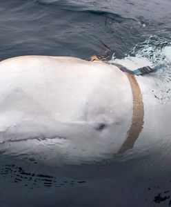 Wieloryb nie chce służyć w marynarce wojennej Rosji. Z pomocą przyszli norwescy rybacy