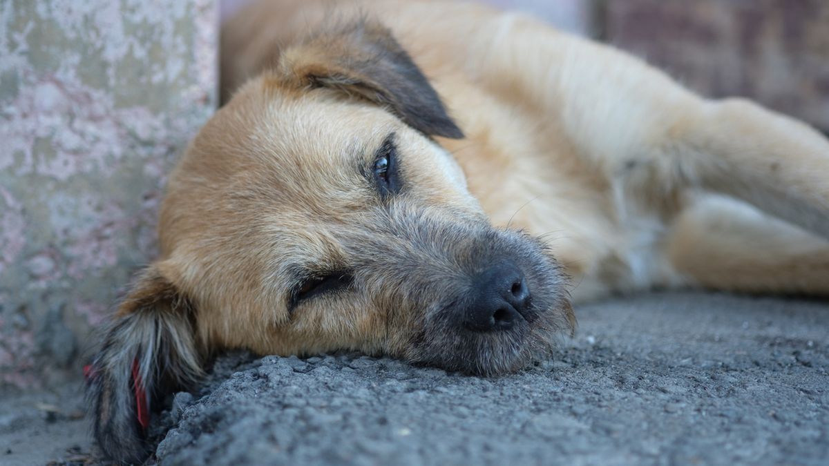 psy choroba norwegia