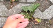 Dodaj do wody i spryskaj chwasty. Szybko znikną z kostki brukowej