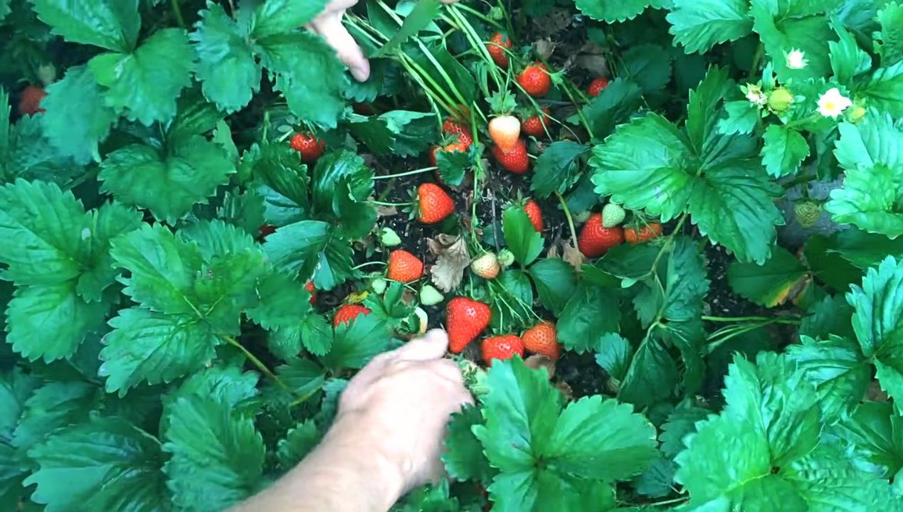 Co posadzić obok truskawek? Fot. Youtube/
GrowVeg