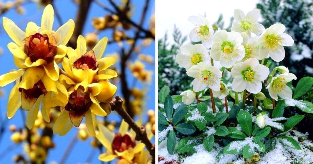 9 roślin ogrodowych, które zakwitają zimą. Nie zważają na śnieg i zachwycają barwnymi kwiatami