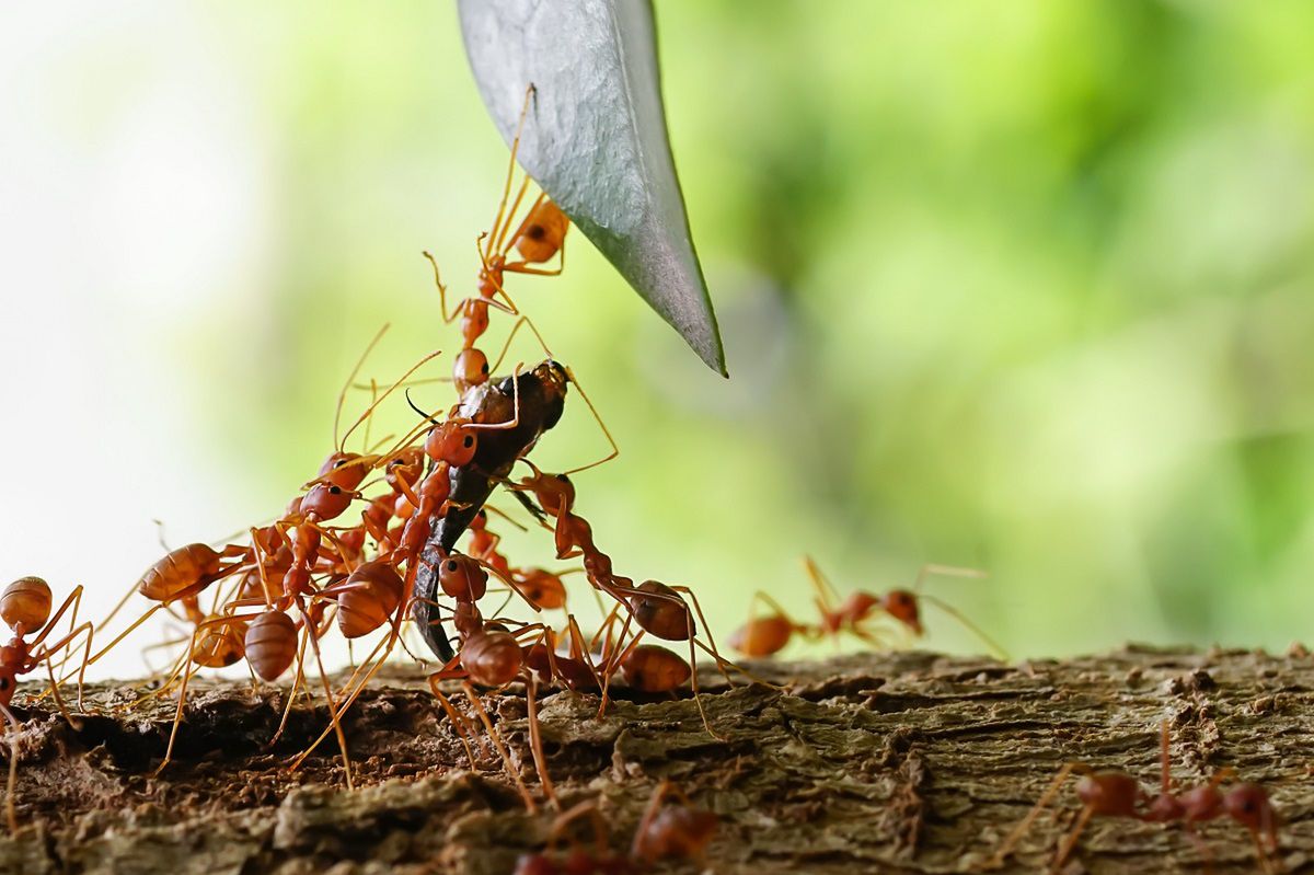 Jak przegonić mrówki z drzew owocowych? Fot. Freepik