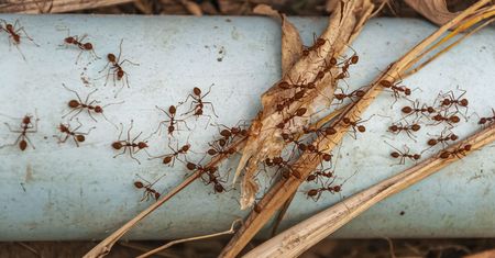 Zamiast rysować na chodniku, pokrusz i wysyp koło mrowiska. Mrówki znikną