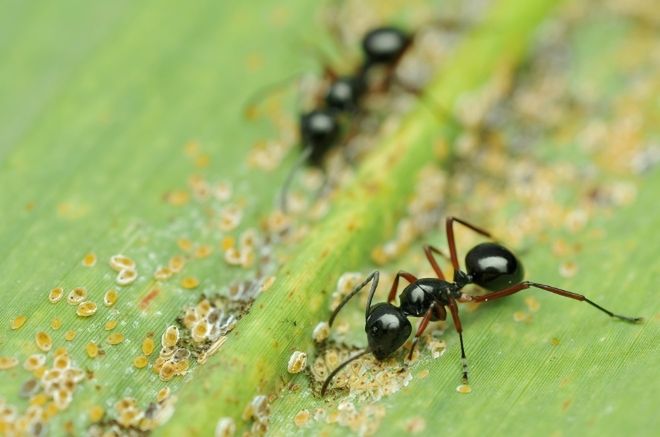 Sposoby na mrówki w ogrodzie