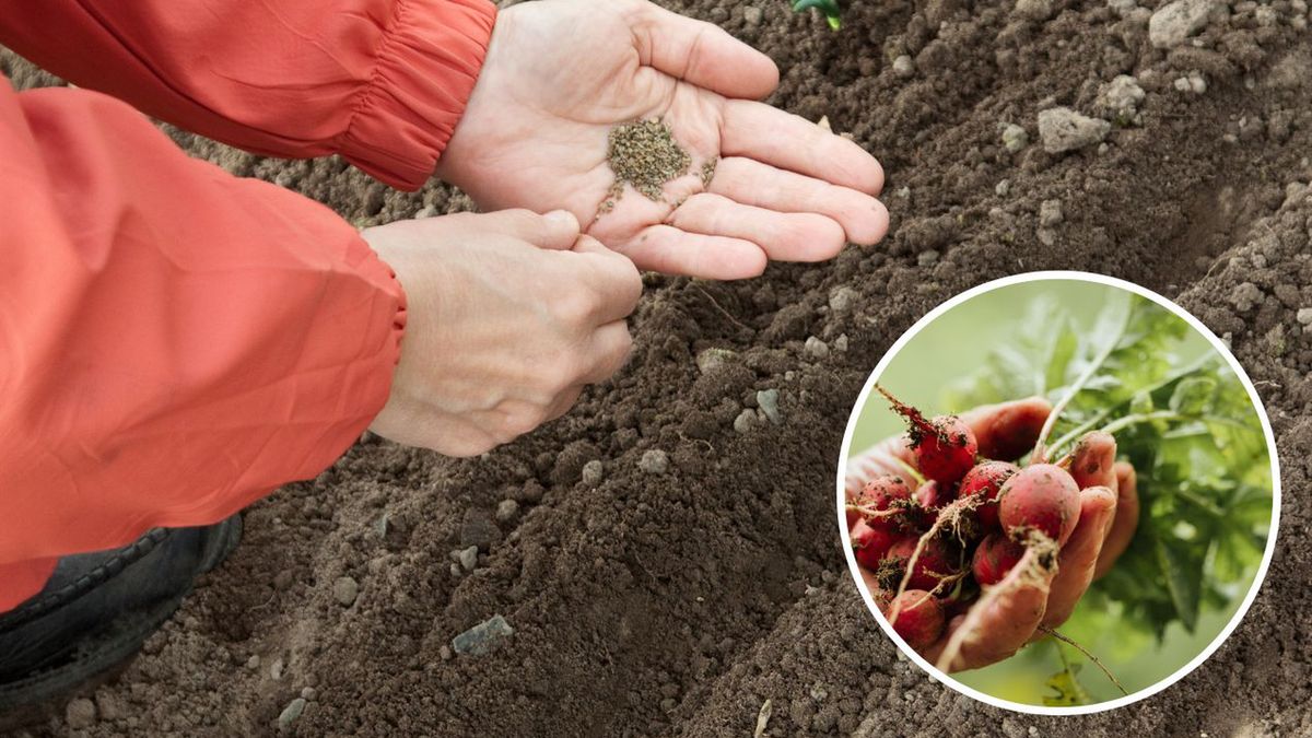 Jesienny wysiew rzodkiewek Fot. Freepik