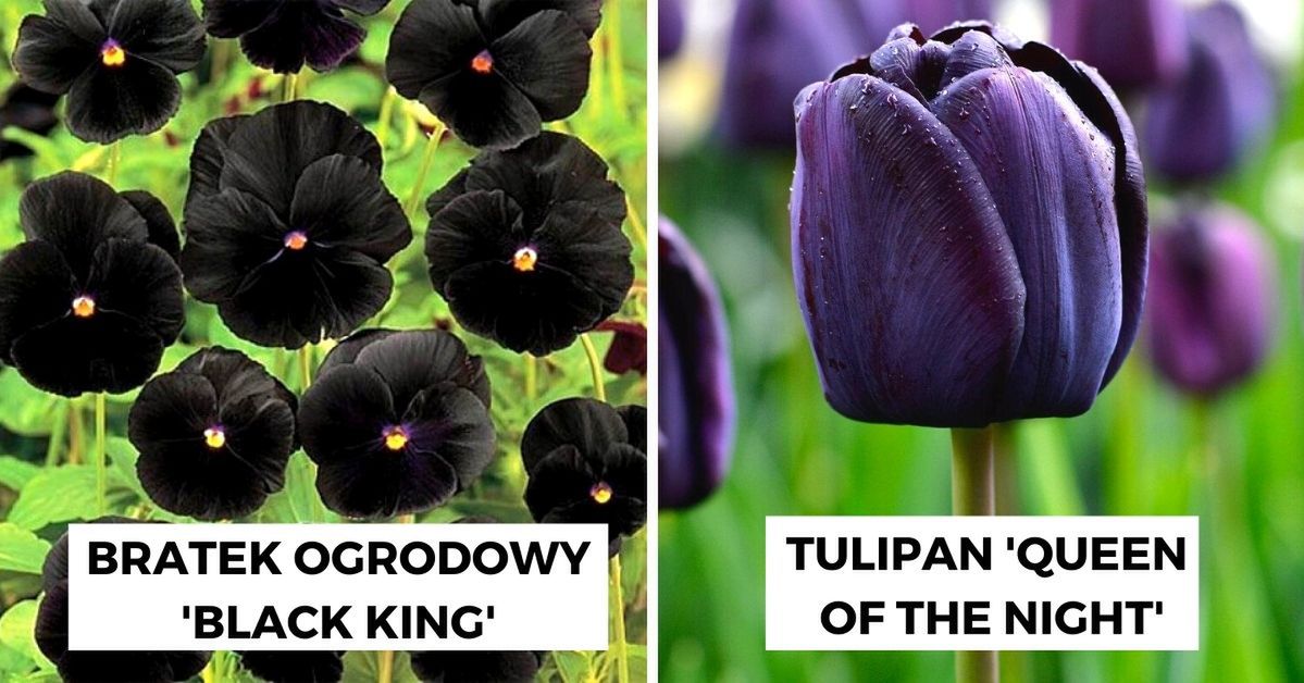11 ekstrawaganckich roślin o ciemnych płatkach, które wprowadzą do ogrodu lekko mroczny klimat