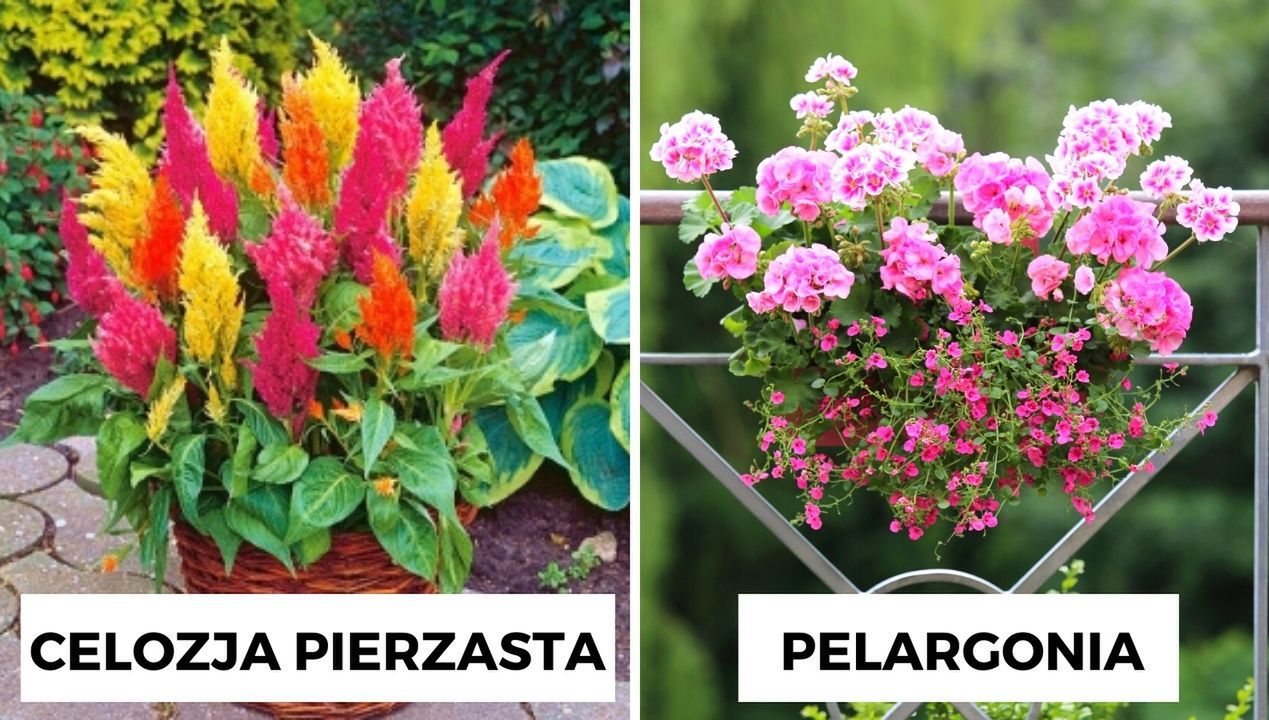 7 kwiatów, które przetrwają upały na balkonie. Będą kwitnąć całe lato