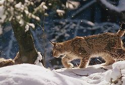 Historia pewnego rysia