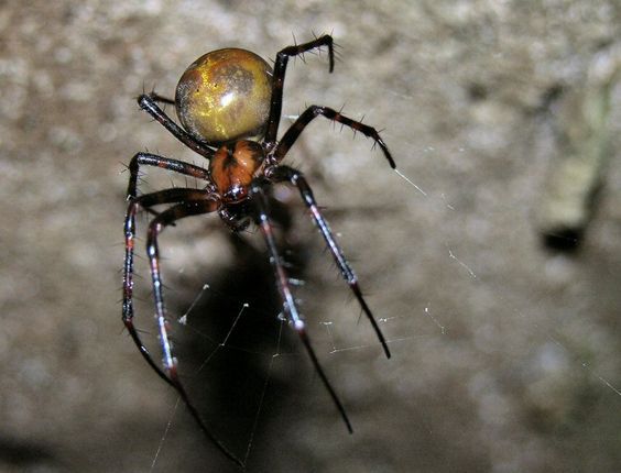 Sposób na pająki w domu, fot. Pinterest