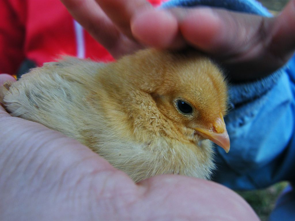 Alektrofobia to lęk przed kurczakami