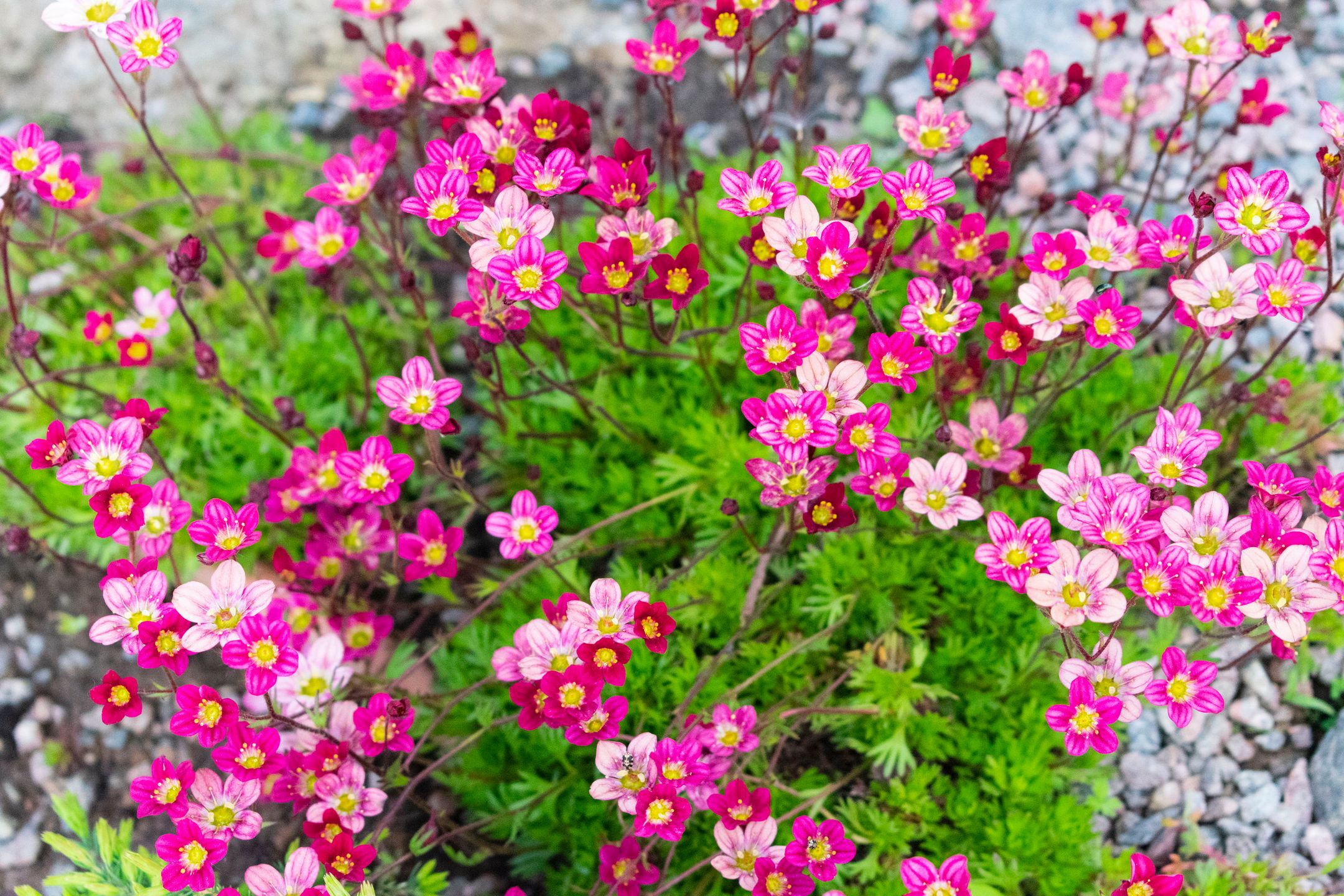 small undersized beautiful reddish pink flowers of saxifrage 