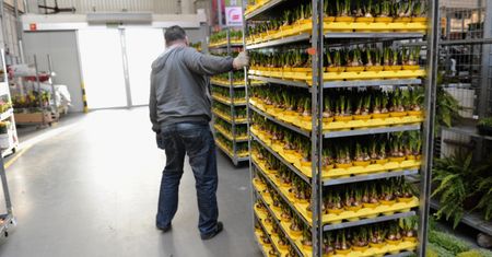 To nie czas na storczyki. Branża kwiatowa wyhamowała i apeluje o pomoc