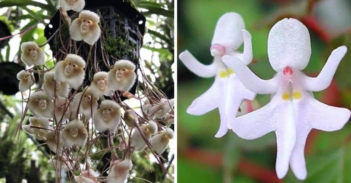 17 najdziwniejszych kwiatów, które wyglądają jak istoty przybyłe z zaświatów