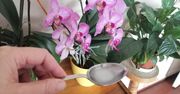 Rozpuść w wodzie i podlej swoje rośliny doniczkowe. Pobudzisz ich wzrost i kwitnienie