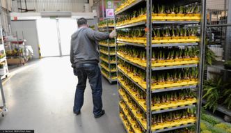 To nie czas na storczyki. Branża kwiatowa wyhamowała i apeluje o pomoc