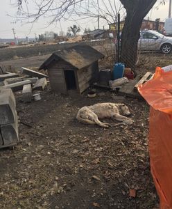 Pies jadł gruz i liście. Pilnował firmy budowlanej