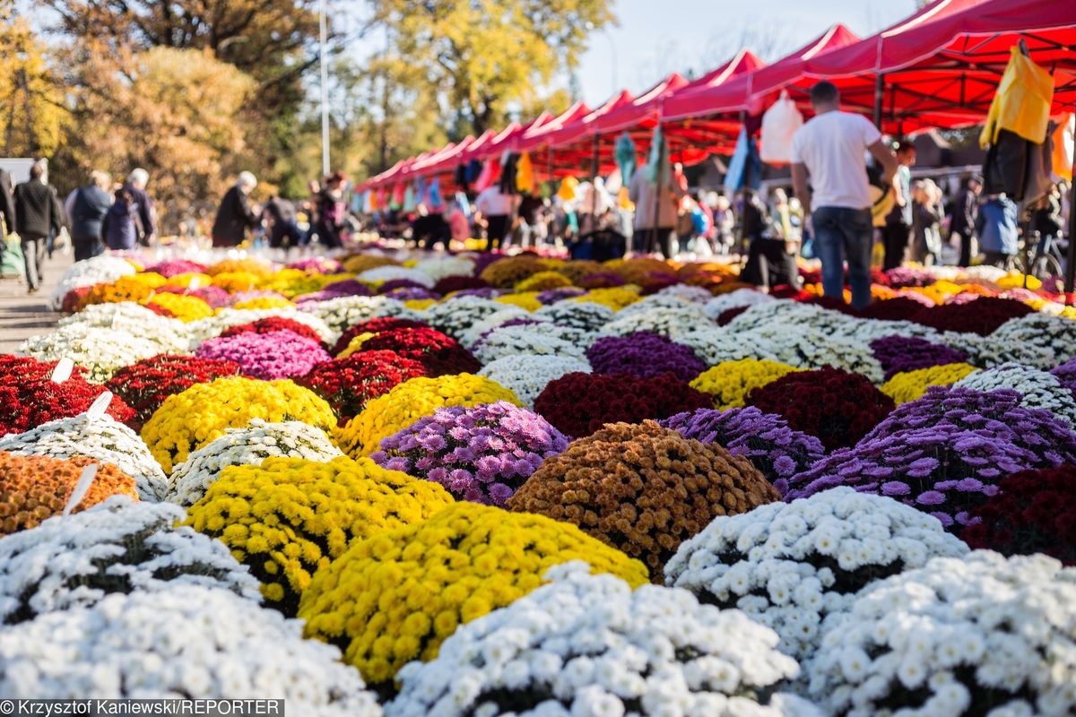 Wrocław: Złodziej na cmentarzu zatrzymany. Ukradł 40 donic z kwiatami na sprzedaż