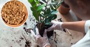 Zmiel jedną filiżankę tych małych ziarenek, wsyp do doniczek i zmieszaj je z ziemią. Mają długotrwałe działanie