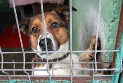 Schronisko w Józefowie jest likwidowane? To kłamstwo, które od lat krąży w internecie